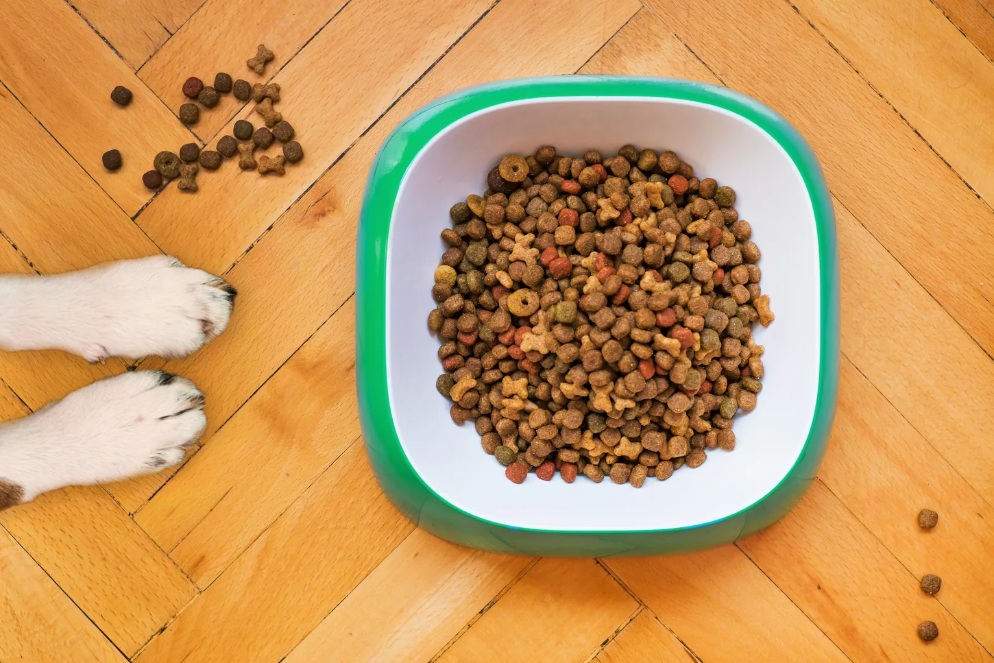 Dry pet food in a bowl